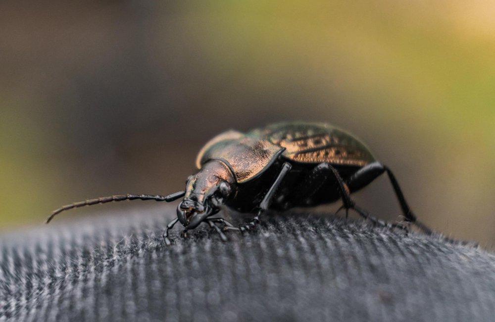 Bedbug