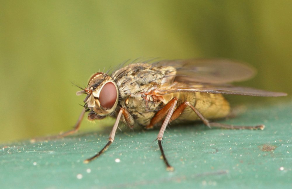 Fly