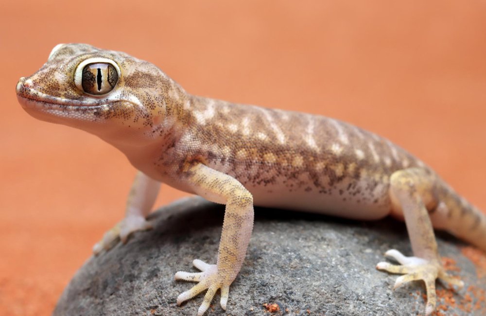 Lizard