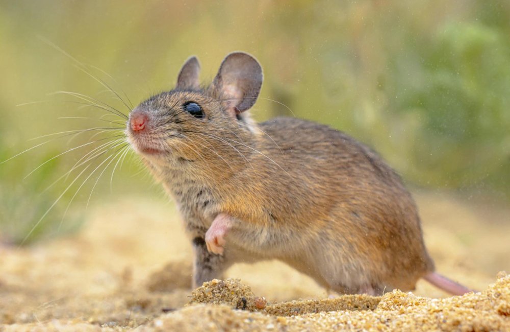 Rodent