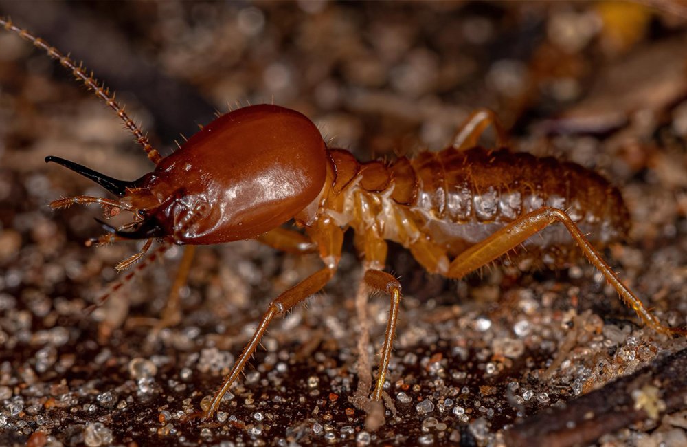 Termite
