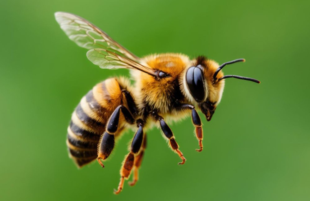 bee