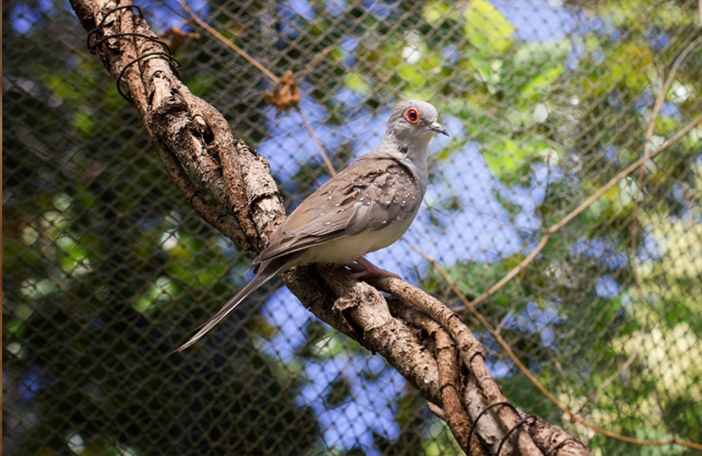 bird-proofing