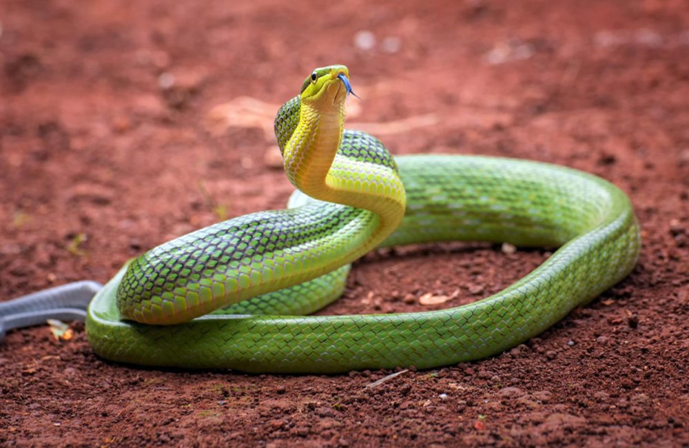 snake
